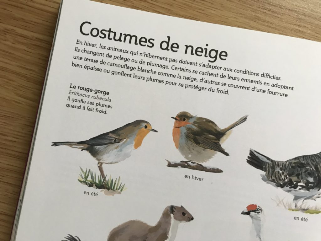 Rouge-gorge familier - Faits, Alimentation, Habitat & Photos sur