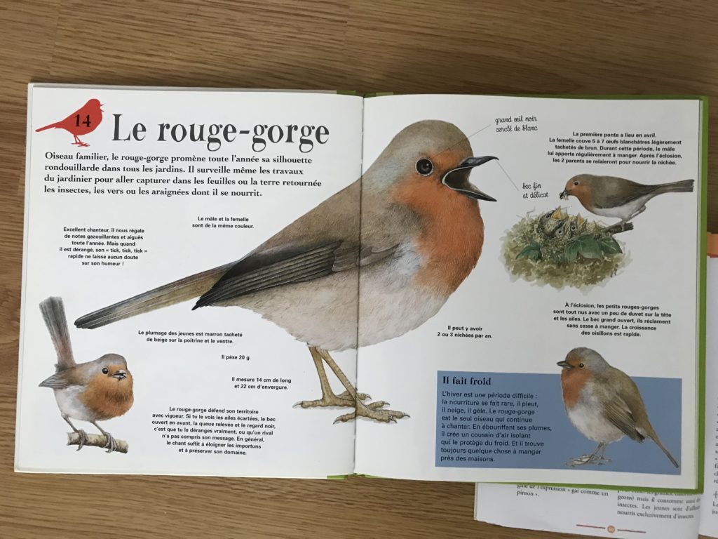 LE ROUGE-GORGE – Cabane de Fleur