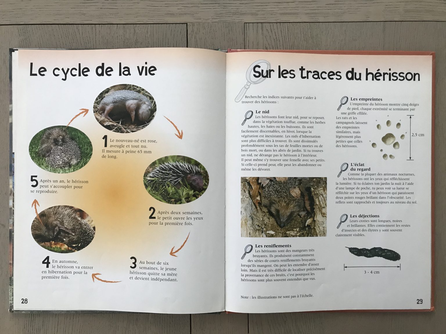 🔎LE HÉRISSON 🦔 – Cabane de Fleur