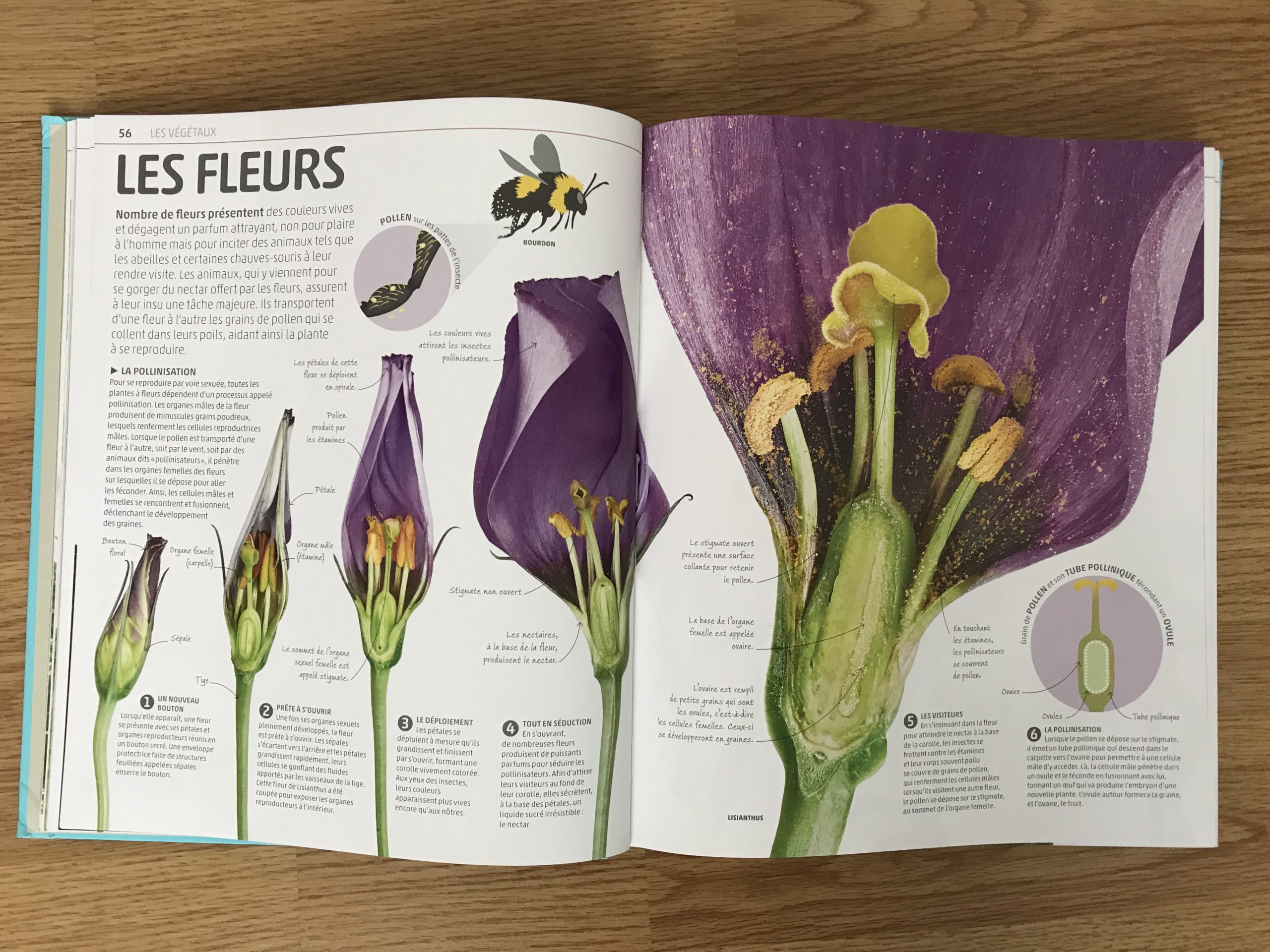 les-fleurs-cabane-de-fleur