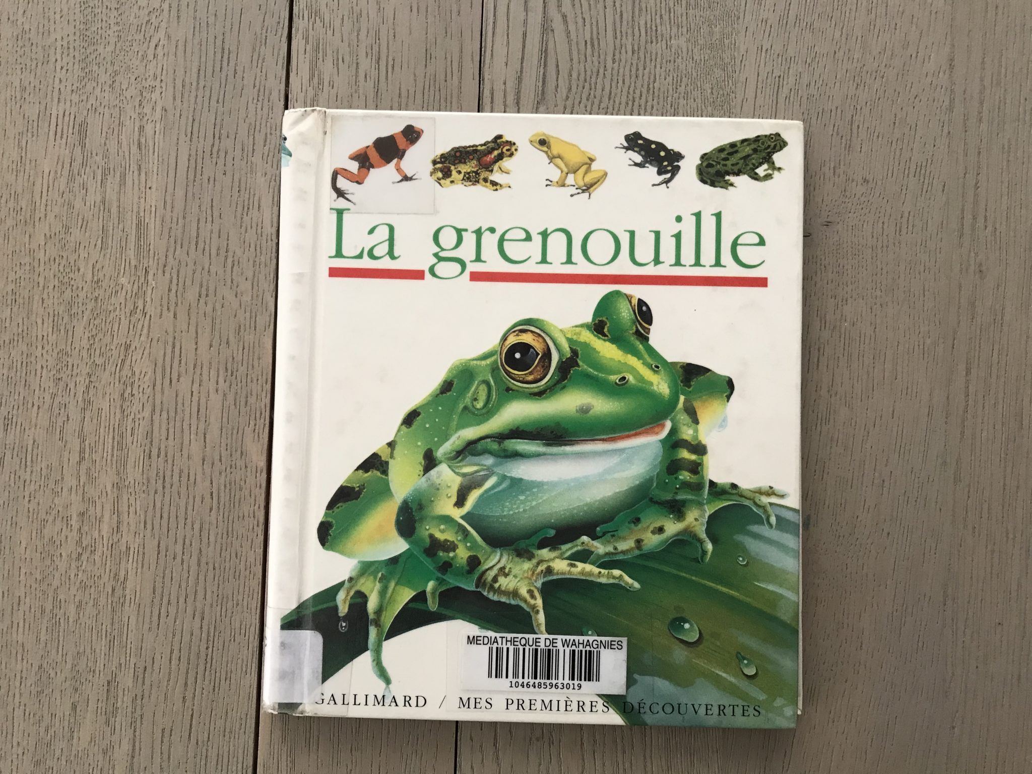 🔎LA GRENOUILLE 🐸 – Cabane de Fleur
