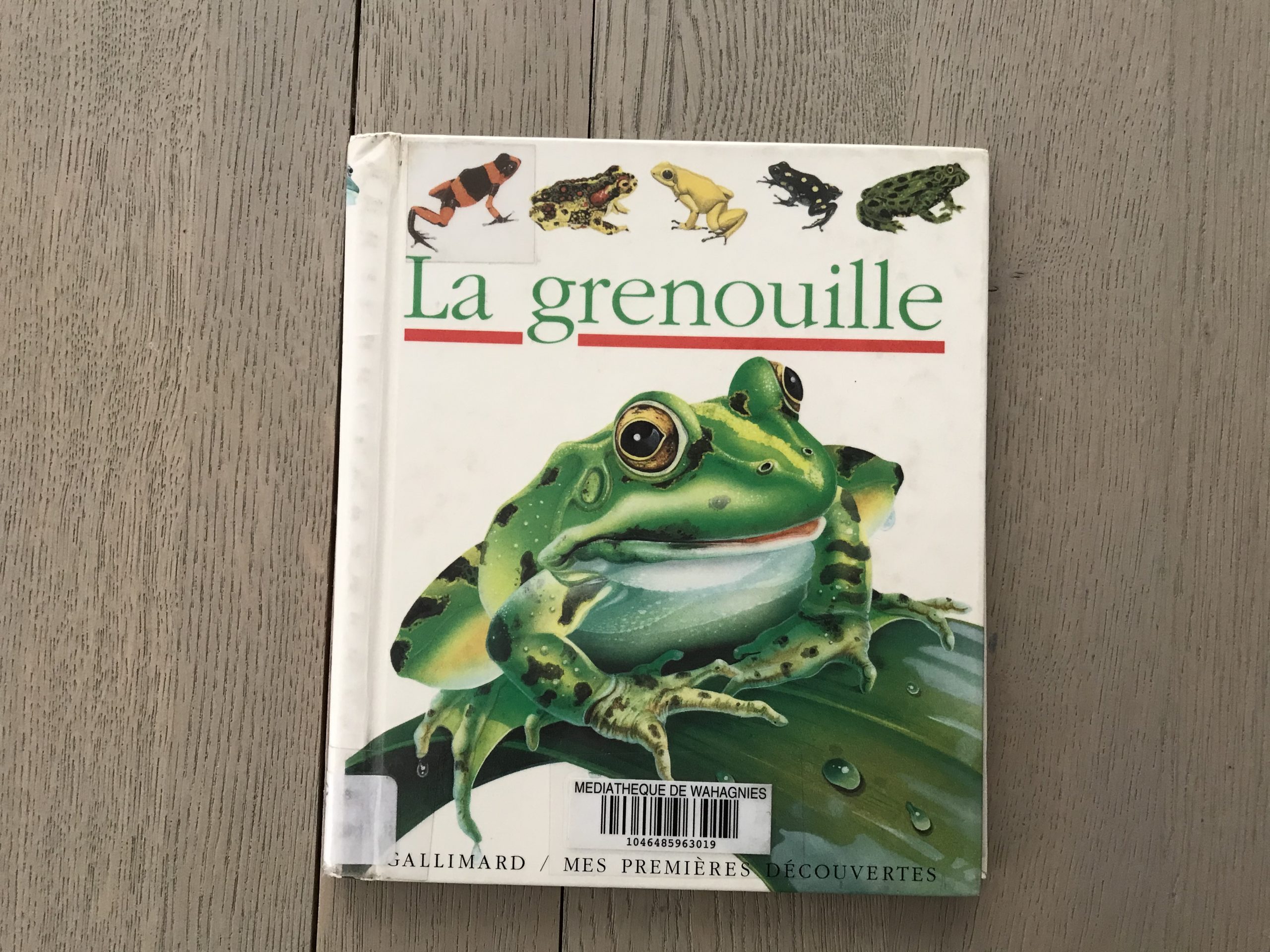 🔎LA GRENOUILLE 🐸 – Cabane de Fleur