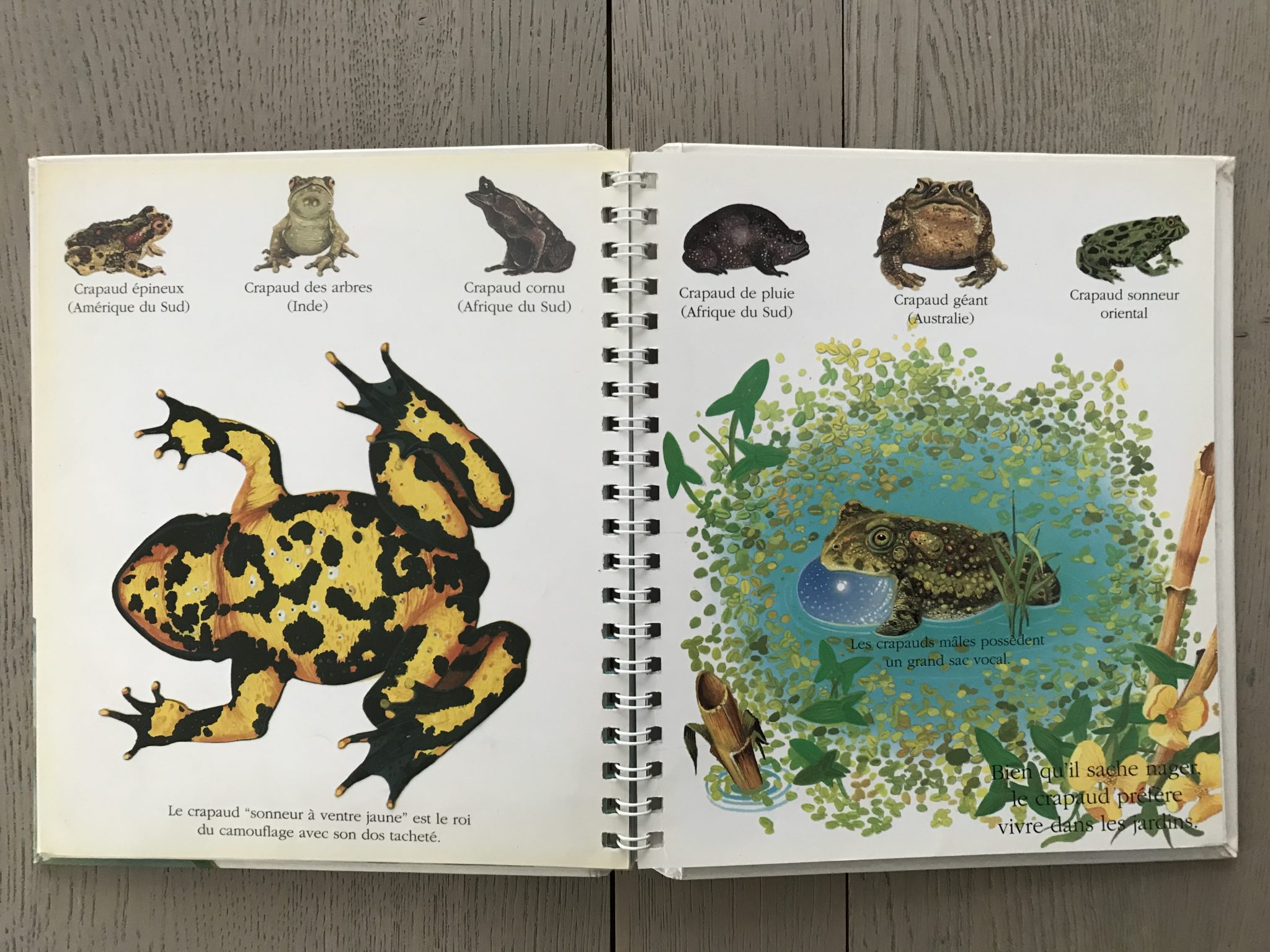 🔎LA GRENOUILLE 🐸 – Cabane de Fleur