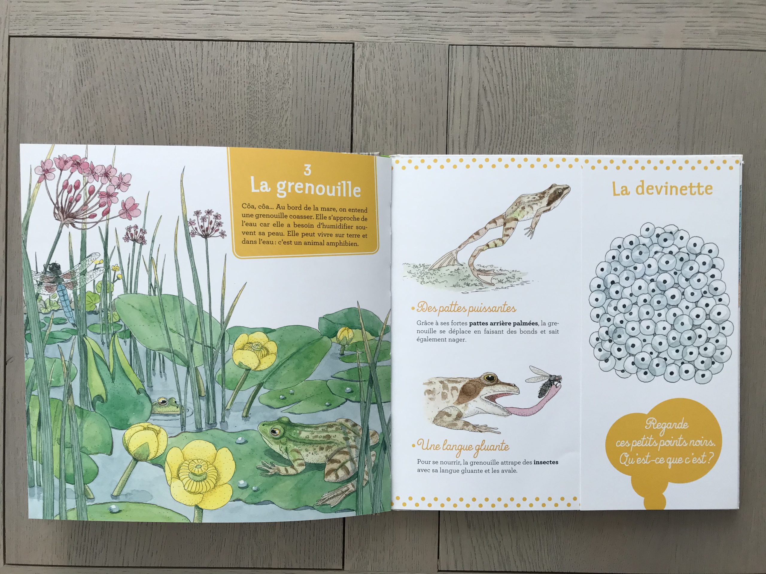 🔎LA GRENOUILLE 🐸 – Cabane de Fleur
