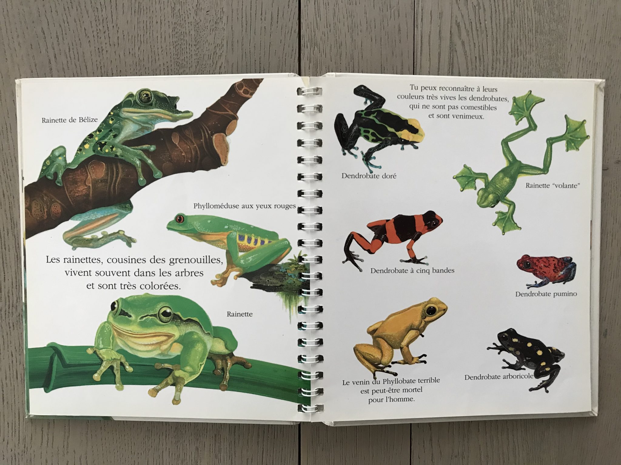 🔎LA GRENOUILLE 🐸 – Cabane de Fleur